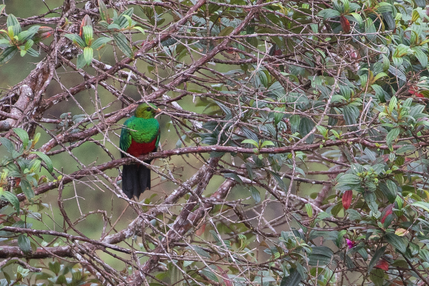 Golden-headed Quetzal (Pharomachrus auriceps), photo 9