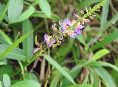 Tadehagi triquetrum