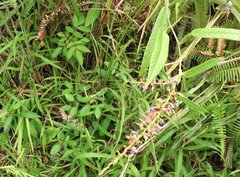 Tadehagi triquetrum