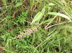 Tadehagi triquetrum