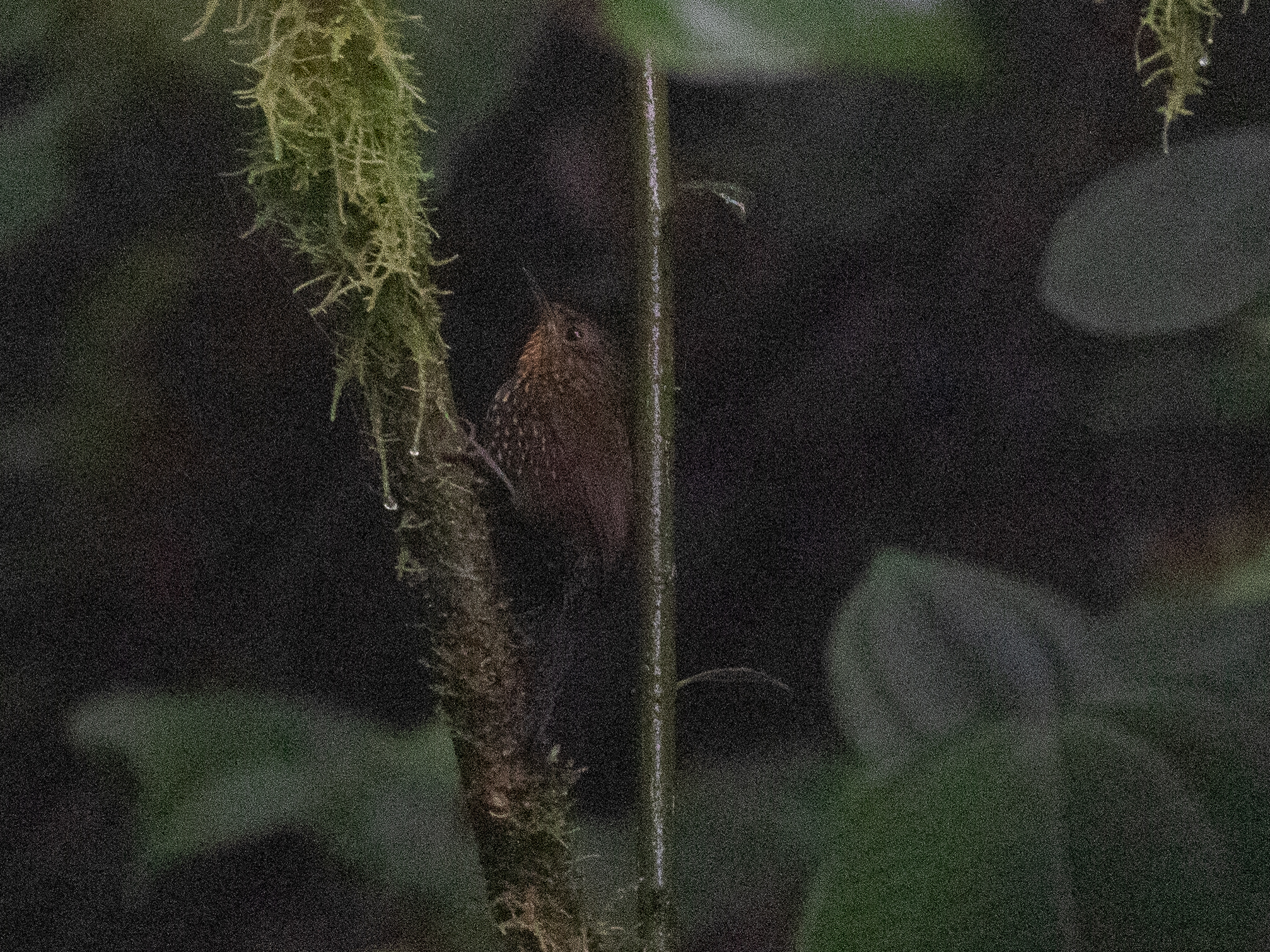 Spotted Barbtail (Premnoplex brunnescens), photo 9