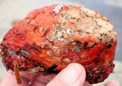 Cnemidocarpa