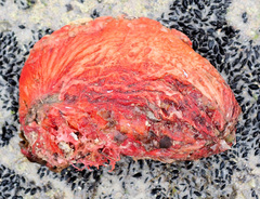 Cnemidocarpa