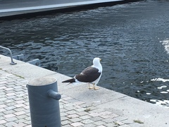 Larus fuscus