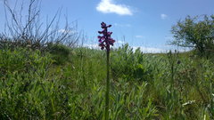 Anacamptis morio caucasica