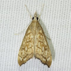 Hydropionea fenestralis