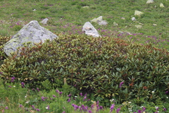 Rhododendron caucasicum