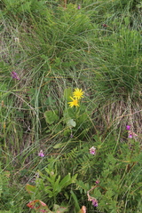 Senecio kolenatianus