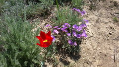 Tulipa suaveolens