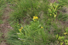 Senecio kolenatianus