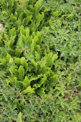 Cirsium simplex