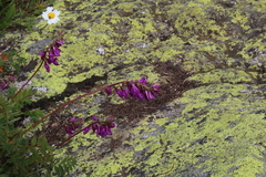 Hedysarum caucasicum