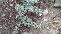 Euphorbia johnstonii