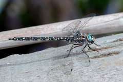 Austroaeschna parvistigma