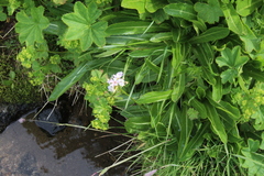 Primula auriculata