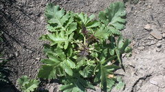 Crambe koktebelica