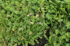 Primula auriculata