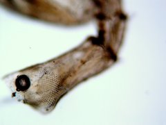 Paracaprella pusilla