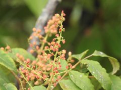 Rhus hypoleuca