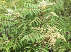 Rhus hypoleuca