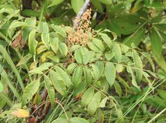 Rhus hypoleuca