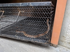 Trimeresurus gracilis