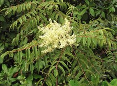 Rhus hypoleuca