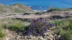 Veronica capsellicarpa