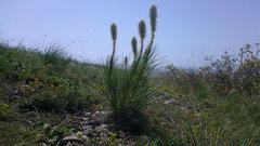 Asphodeline taurica