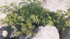 Crithmum maritimum