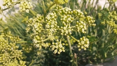 Crithmum maritimum