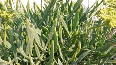 Crithmum maritimum