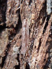 Eulechria xeropterella