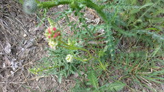 Sanguisorba minor balearica