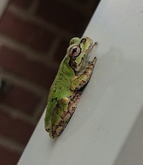 Hyla japonica