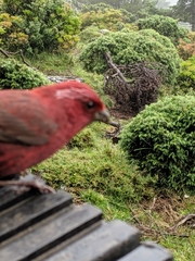 Carpodacus formosanus