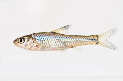 Onestripe barb (Enteromius unitaeniatus) — Cyprinidae — 3
