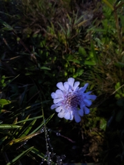 Scabiosa lacerifolia