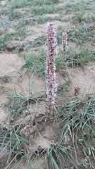 Orostachys thyrsiflora