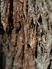 Eulechria xeropterella