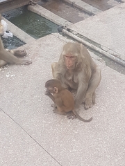 Macaca mulatta