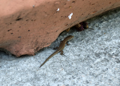 Podarcis melisellensis