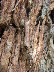 Eulechria xeropterella