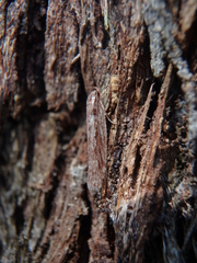 Eulechria xeropterella