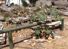 Ricinus communis