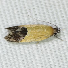 Triclonella xuthocelis