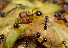 Pheidole metallescens