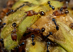 Pheidole metallescens