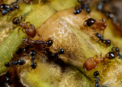 Pheidole metallescens