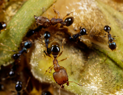 Pheidole metallescens